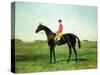 A Race Horse with a Jockey up on the Racetrack at Newmarket-Harry Hall-Stretched Canvas