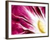 A Radicchio Leaf with a Slice of Lemon-Peter Rees-Framed Photographic Print