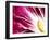 A Radicchio Leaf with a Slice of Lemon-Peter Rees-Framed Photographic Print