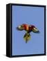 A Rainbow Lorikeet from Northern Australia in Flight in Southwest Australia-Neil Losin-Framed Stretched Canvas