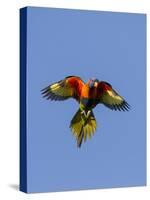 A Rainbow Lorikeet from Northern Australia in Flight in Southwest Australia-Neil Losin-Stretched Canvas