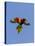 A Rainbow Lorikeet from Northern Australia in Flight in Southwest Australia-Neil Losin-Stretched Canvas