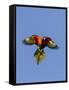 A Rainbow Lorikeet from Northern Australia in Flight in Southwest Australia-Neil Losin-Framed Stretched Canvas