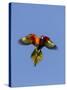 A Rainbow Lorikeet from Northern Australia in Flight in Southwest Australia-Neil Losin-Stretched Canvas