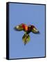 A Rainbow Lorikeet from Northern Australia in Flight in Southwest Australia-Neil Losin-Framed Stretched Canvas