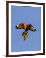 A Rainbow Lorikeet from Northern Australia in Flight in Southwest Australia-Neil Losin-Framed Photographic Print