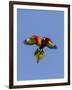 A Rainbow Lorikeet from Northern Australia in Flight in Southwest Australia-Neil Losin-Framed Photographic Print