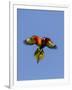 A Rainbow Lorikeet from Northern Australia in Flight in Southwest Australia-Neil Losin-Framed Photographic Print