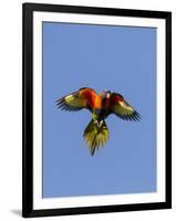 A Rainbow Lorikeet from Northern Australia in Flight in Southwest Australia-Neil Losin-Framed Photographic Print