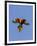 A Rainbow Lorikeet from Northern Australia in Flight in Southwest Australia-Neil Losin-Framed Photographic Print