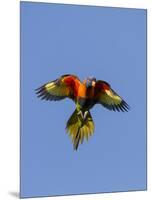 A Rainbow Lorikeet from Northern Australia in Flight in Southwest Australia-Neil Losin-Mounted Photographic Print