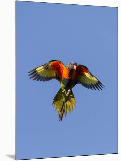 A Rainbow Lorikeet from Northern Australia in Flight in Southwest Australia-Neil Losin-Mounted Photographic Print