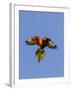 A Rainbow Lorikeet from Northern Australia in Flight in Southwest Australia-Neil Losin-Framed Photographic Print