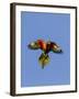 A Rainbow Lorikeet from Northern Australia in Flight in Southwest Australia-Neil Losin-Framed Photographic Print