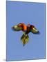 A Rainbow Lorikeet from Northern Australia in Flight in Southwest Australia-Neil Losin-Mounted Photographic Print