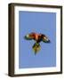 A Rainbow Lorikeet from Northern Australia in Flight in Southwest Australia-Neil Losin-Framed Photographic Print