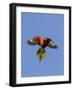 A Rainbow Lorikeet from Northern Australia in Flight in Southwest Australia-Neil Losin-Framed Photographic Print