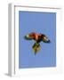 A Rainbow Lorikeet from Northern Australia in Flight in Southwest Australia-Neil Losin-Framed Photographic Print