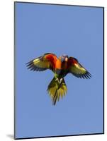 A Rainbow Lorikeet from Northern Australia in Flight in Southwest Australia-Neil Losin-Mounted Photographic Print