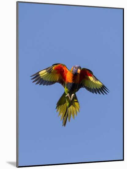 A Rainbow Lorikeet from Northern Australia in Flight in Southwest Australia-Neil Losin-Mounted Photographic Print