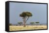 A Rainstorm Approaching in the Masai Mara Plains, Kenya-Sergio Pitamitz-Framed Stretched Canvas