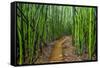 A raised wooden walkway through the bamboo forest-David Fleetham-Framed Stretched Canvas