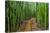 A raised wooden walkway through the bamboo forest-David Fleetham-Stretched Canvas