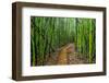 A raised wooden walkway through the bamboo forest-David Fleetham-Framed Photographic Print