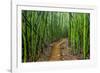 A raised wooden walkway through the bamboo forest-David Fleetham-Framed Photographic Print