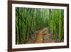 A raised wooden walkway through the bamboo forest-David Fleetham-Framed Photographic Print