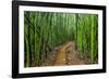 A raised wooden walkway through the bamboo forest-David Fleetham-Framed Photographic Print