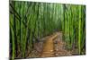 A raised wooden walkway through the bamboo forest-David Fleetham-Mounted Photographic Print