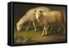 A Ram and a Sheep-Johan Wenzel Peter-Framed Stretched Canvas