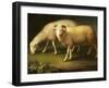 A Ram and Sheep-Johan Wenzel Peter-Framed Giclee Print