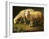 A Ram and Sheep-Johan Wenzel Peter-Framed Giclee Print