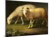 A Ram and Sheep-Johan Wenzel Peter-Mounted Giclee Print