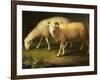 A Ram and Sheep-Johan Wenzel Peter-Framed Giclee Print