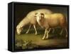 A Ram and Sheep-Johan Wenzel Peter-Framed Stretched Canvas