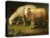 A Ram and Sheep-Johan Wenzel Peter-Stretched Canvas