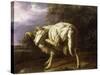 A Ram in a Wooded Landscape-Jan Baptist Weenix-Stretched Canvas