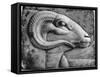 A Ram's Head, Egypt, 1936-null-Framed Stretched Canvas