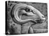 A Ram's Head, Egypt, 1936-null-Stretched Canvas