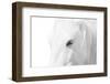 A Rare Breed-Marco Carmassi-Framed Photographic Print