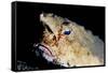 A Rare Longnose Walking Batfish (Ogcocephalus Corniger) That Usually Lives at Depths to 300M-Lisa Collins-Framed Stretched Canvas