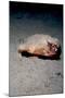 A Rare Longnose Walking Batfish (Ogcocephalus Corniger) That Usually Lives at Depths to 300M-Lisa Collins-Mounted Photographic Print
