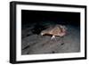 A Rare Longnose Walking Batfish (Ogcocephalus Corniger) That Usually Lives at Depths to 300M-Lisa Collins-Framed Photographic Print