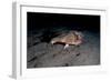 A Rare Longnose Walking Batfish (Ogcocephalus Corniger) That Usually Lives at Depths to 300M-Lisa Collins-Framed Photographic Print