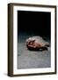 A Rare Longnose Walking Batfish (Ogcocephalus Corniger) That Usually Lives at Depths to 300M-Lisa Collins-Framed Photographic Print