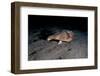 A Rare Longnose Walking Batfish (Ogcocephalus Corniger) That Usually Lives at Depths to 300M-Lisa Collins-Framed Photographic Print