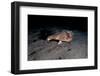 A Rare Longnose Walking Batfish (Ogcocephalus Corniger) That Usually Lives at Depths to 300M-Lisa Collins-Framed Photographic Print